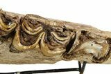 Fossil Irish Elk (Megaloceros) Jaw Section - North Sea Deposits #264733-5